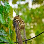 Lovely Squirrel
