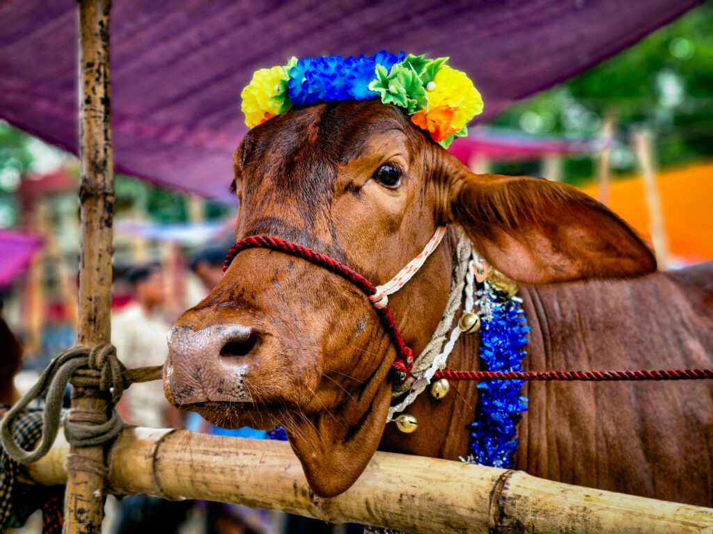 decorated cow