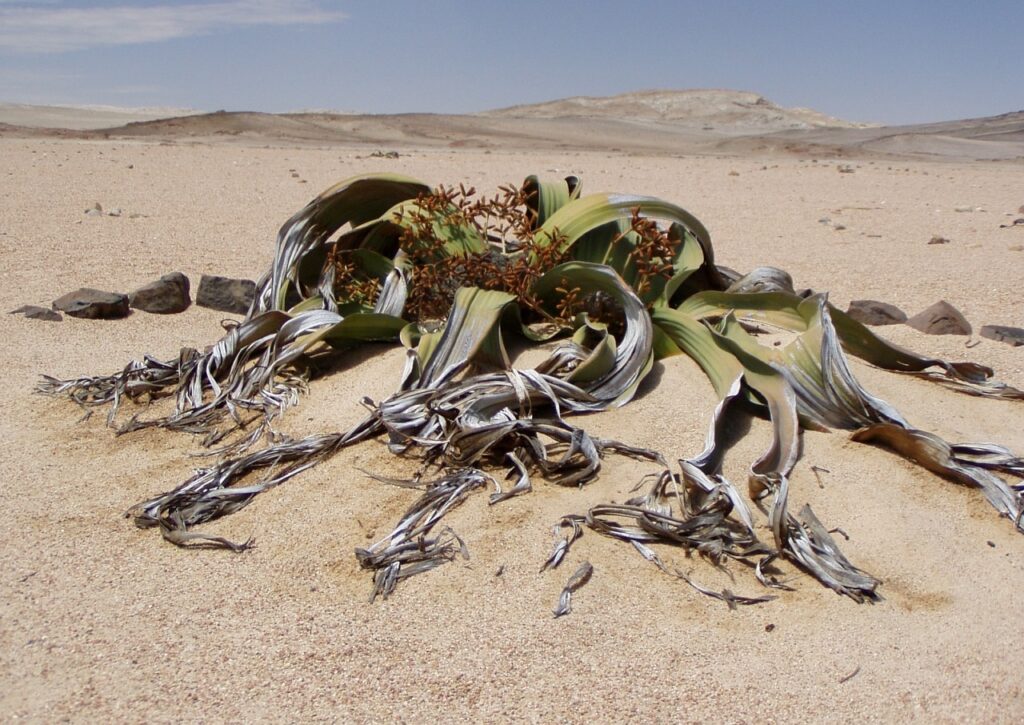 welwitschia mirabillis, namibia, nature, fossil, desert plant, dryness, desert, plant