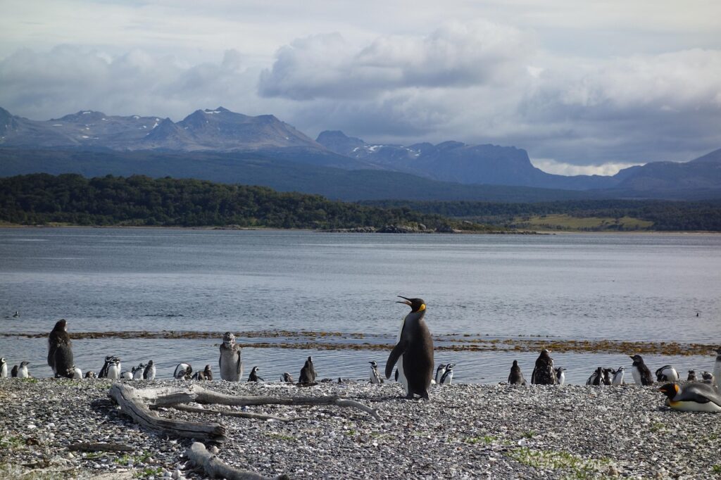 penguins, water, nature, argentina, patagonia, sea
