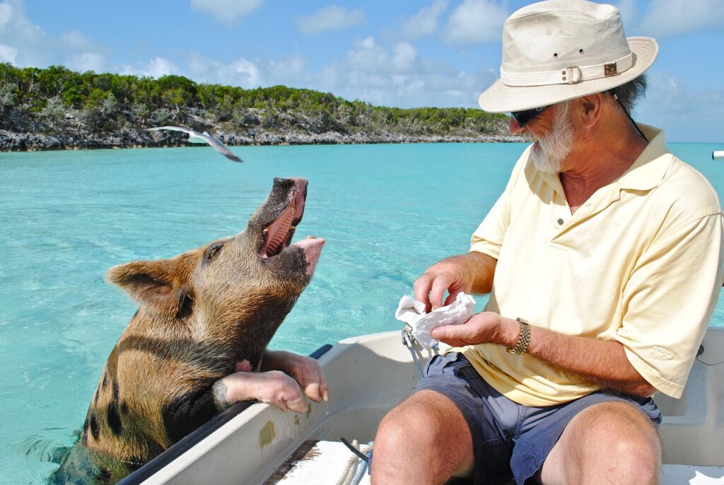 staniel cay, exumas bahamas, swimming pig, bahamas, island, caribbean, attraction, bahamas, bahamas, bahamas, bahamas, bahamas, caribbean