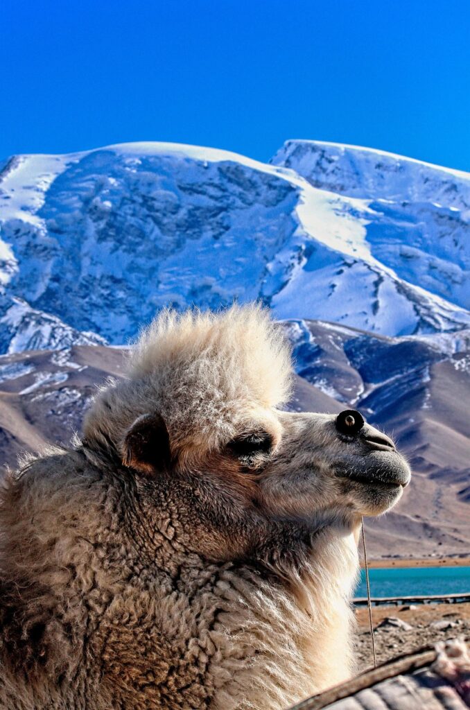 camel, mountains, snow, landscape, winter, nature