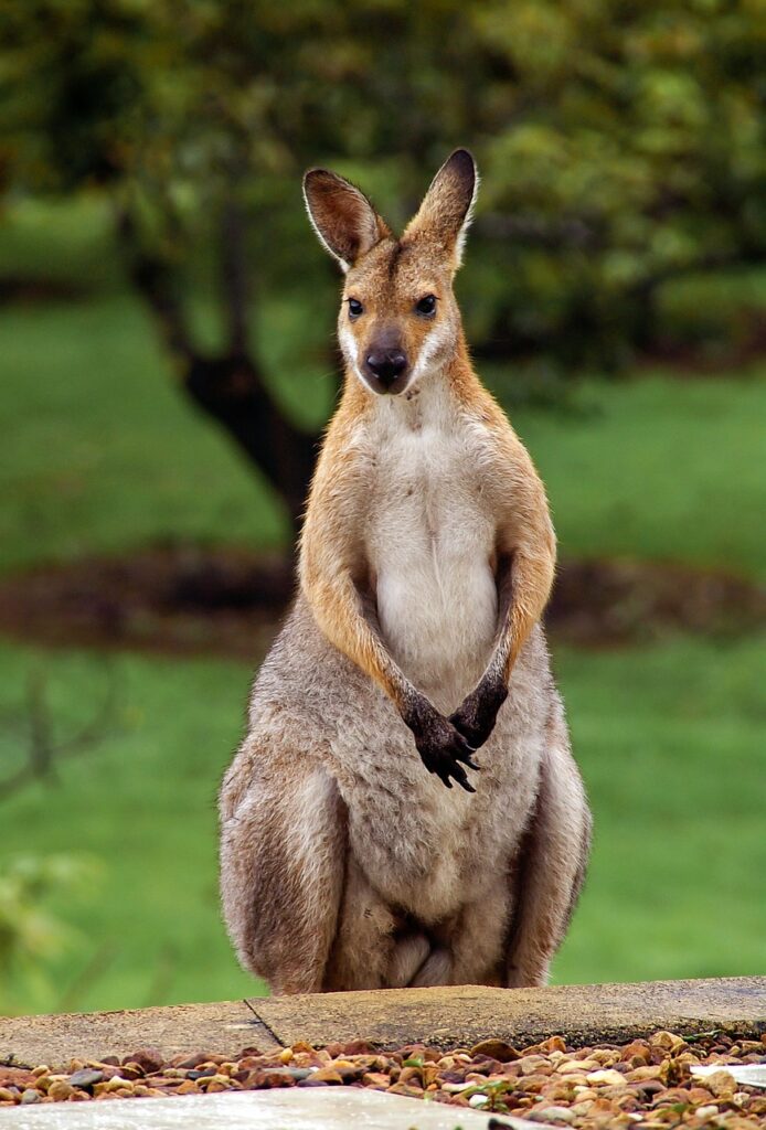 wallaby, rednecked wallaby, australia, queensland, marsupial, wild, kangaroo, kangaroo, kangaroo, kangaroo, kangaroo, kangaroo