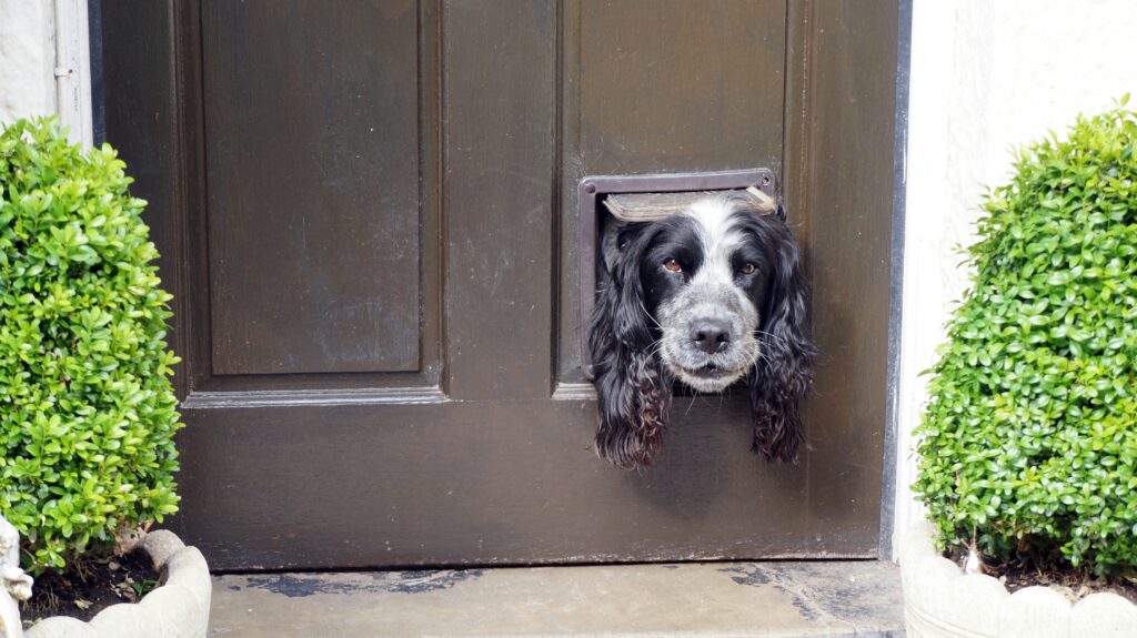 dog in door Dog in a door, cat-door