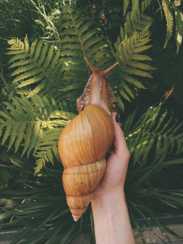 pexels-photo-2530916-2530916 A garden snail being gently held in a hand, with lush ferns in the background on a sunny day.